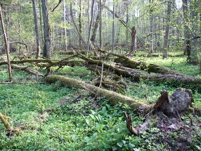 Puszcza Białowieska