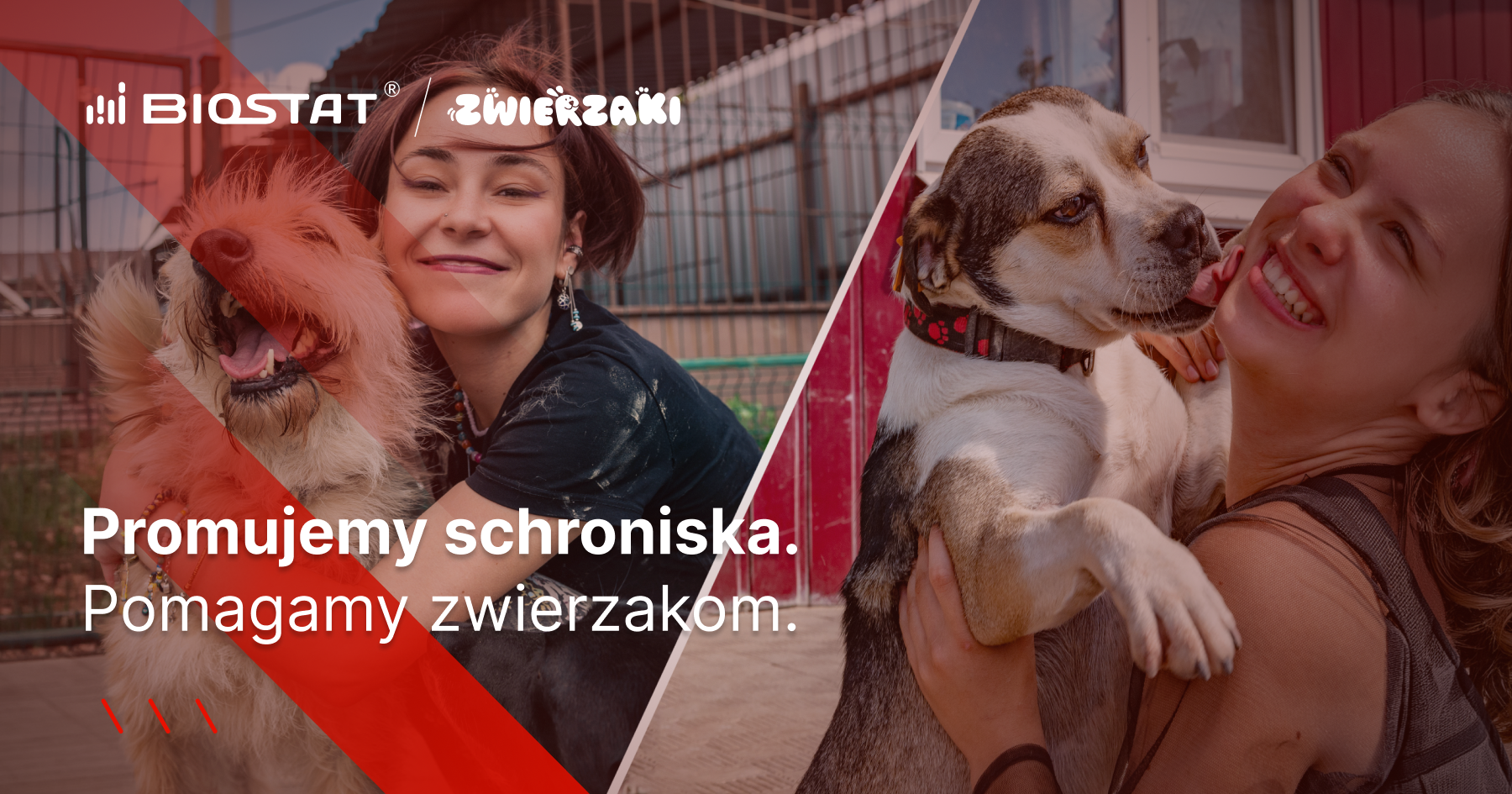 Serwis Zwierzaki.info: promujemy schroniska dla zwierząt